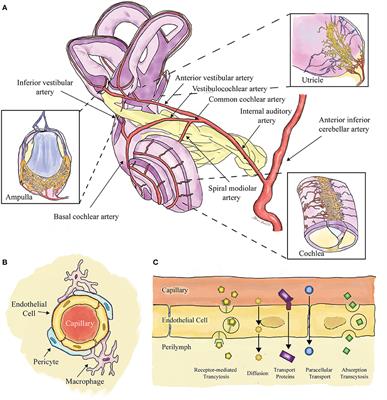 MRI With Gadolinium as a Measure of Blood-Labyrinth Barrier Integrity in Patients With Inner Ear Symptoms: A Scoping Review